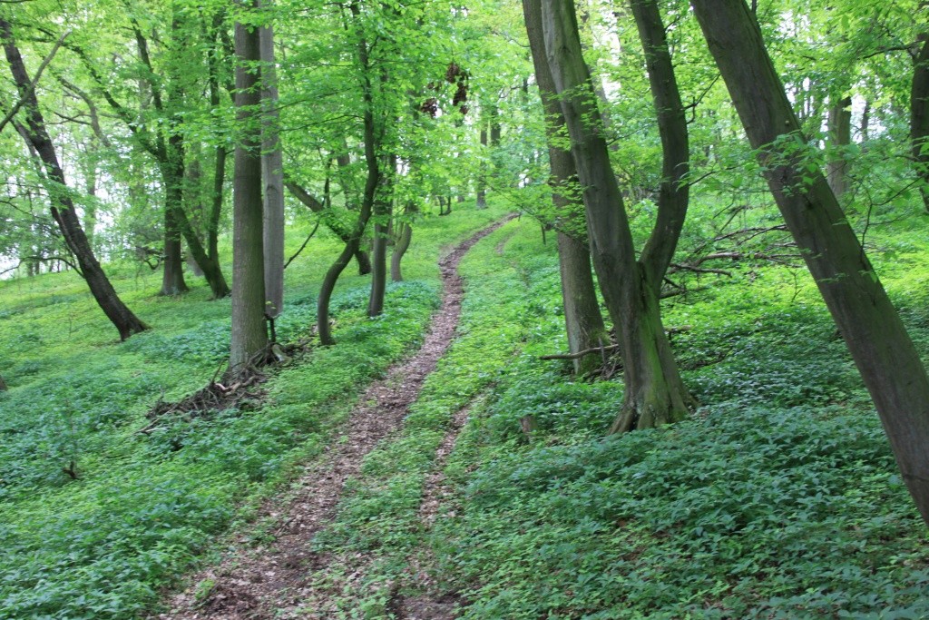 Ausreitgelände Brehnau