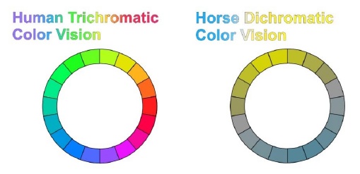 Kann ein Pferd Farben sehen?