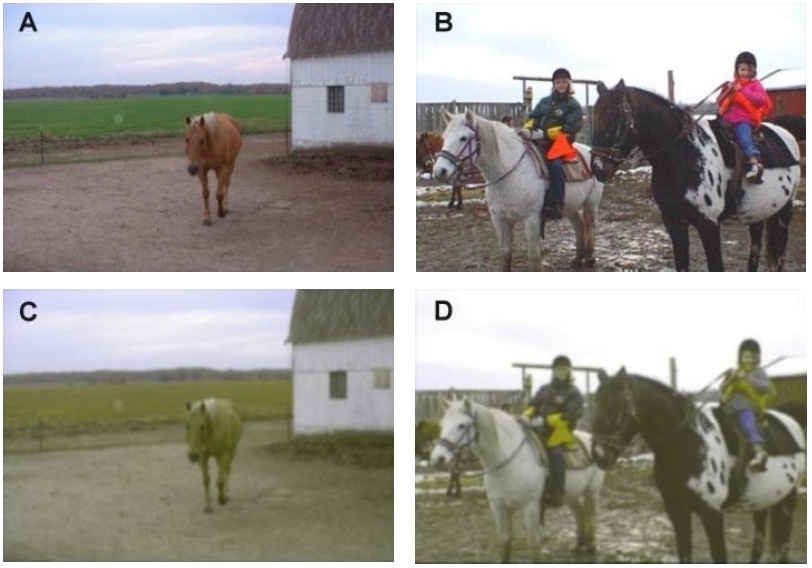 Oben: Menschliches Sehen; Unten: So sehen Pferde ihre Welt